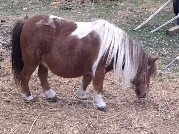 母马, Miniature horse