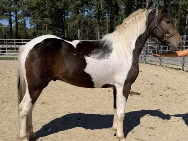 Hengst, American paint horse