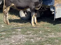 Bull, Cattle — photo 2