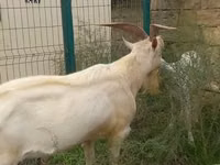Cabras (lote, sexo no especificado), Cabras — foto 1