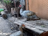 Domestic Muscovy — photo 5