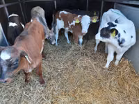 Toro, Pinzgauer cattle — foto 2