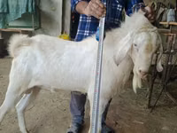 Ziegenbock, Nubian Goat — Foto 1