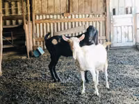Ziegenbock, Kamori goats — Foto 2