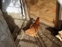 Chickens — Foto 1
