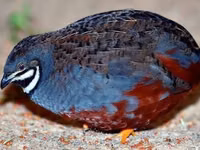 King Quail — foto 2