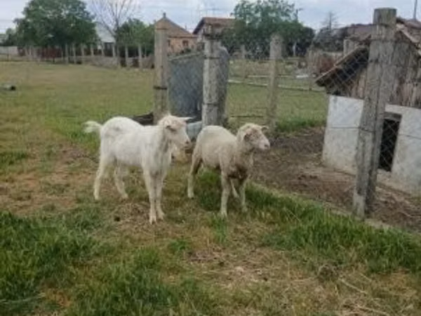 Ram, Merino sheep