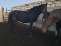 Horse (M), Kushum Horse — photo 6