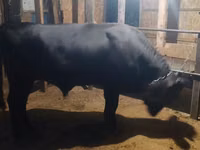 Bulle, Swiss cattle — Foto 2
