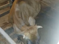 Cow, Wild yak — photo 2
