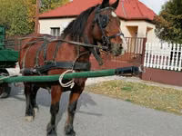 Stute, Pferde — Foto 3