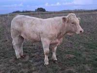 Bull, Charolais cattle — photo 8