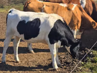 Vaca, Russian Black pied cattle — foto 1