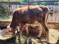 Toro, Ganado vacuno — foto 5