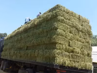 Lucerne For Sale - Small Bales (For Sale) — photo 3