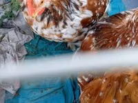 Pekin Bantam — photo 4