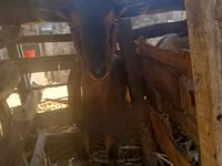 Ziege, Alpine goat — Foto 1