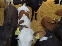 Bull, Cattle — photo 6
