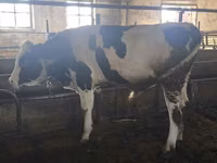Bull, Simmental cattle — photo 3