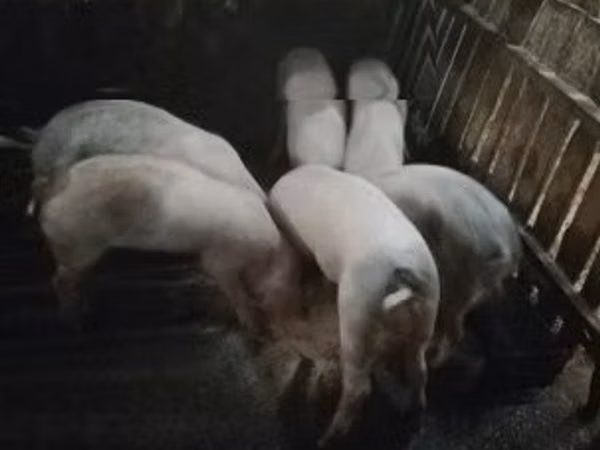 Boar, Pigs