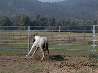 حصان, National Show Horse — الصورة 4