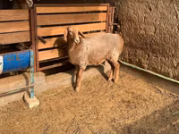 Schaf, Hissar sheep — Foto 6