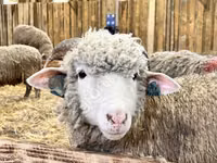 نعجة, Kuibyshev sheep — الصورة 1