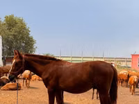 Caballo, Anglo-Arabian — foto 4
