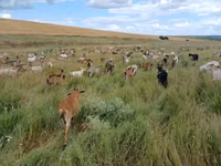 Ziege, Ziegen — Foto 2