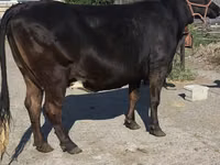 Cow, Holstein breed — photo 4