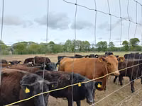 Toro, Aberdeen-Angus — foto 3