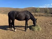 Mare, National Show Horse — photo 5
