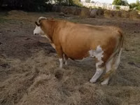 Vaca, Simmental cattle — foto 2