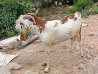 Goats (batch, sex not specified), Goats — photo 4