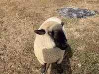 Carnero, Hampshire sheep — foto 3