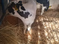 Toro, Russian Black pied cattle — foto 8