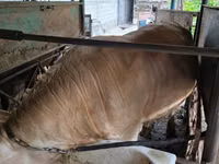 Bull, Auliekol breed — photo 3