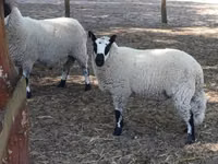 公羊, Cerry Hill sheep — 照片 3