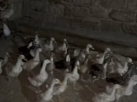 Geese — الصورة 7