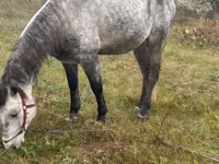 Horse (M), Horses — photo 3