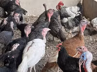 Turkeys — photo 4