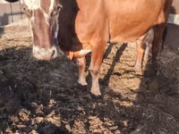 Vaca, Raza Kalmyk — foto 3