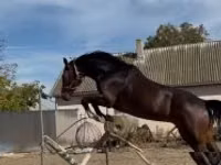 घोड़ा, Hanoverian — फ़ोटो 7