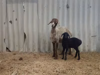 भेड़, Arashan sheep — फ़ोटो 3