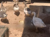 Geese — Foto 2
