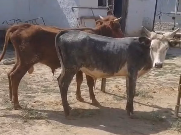 Toro, Ganado vacuno