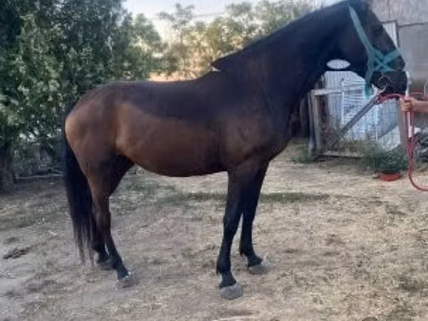 Mare, Nonius horse