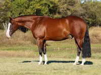 घोड़ा, Quarter Horse — फ़ोटो 2