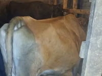 Cow, Wild yak — photo 1