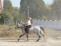 Mare, Horses — photo 3